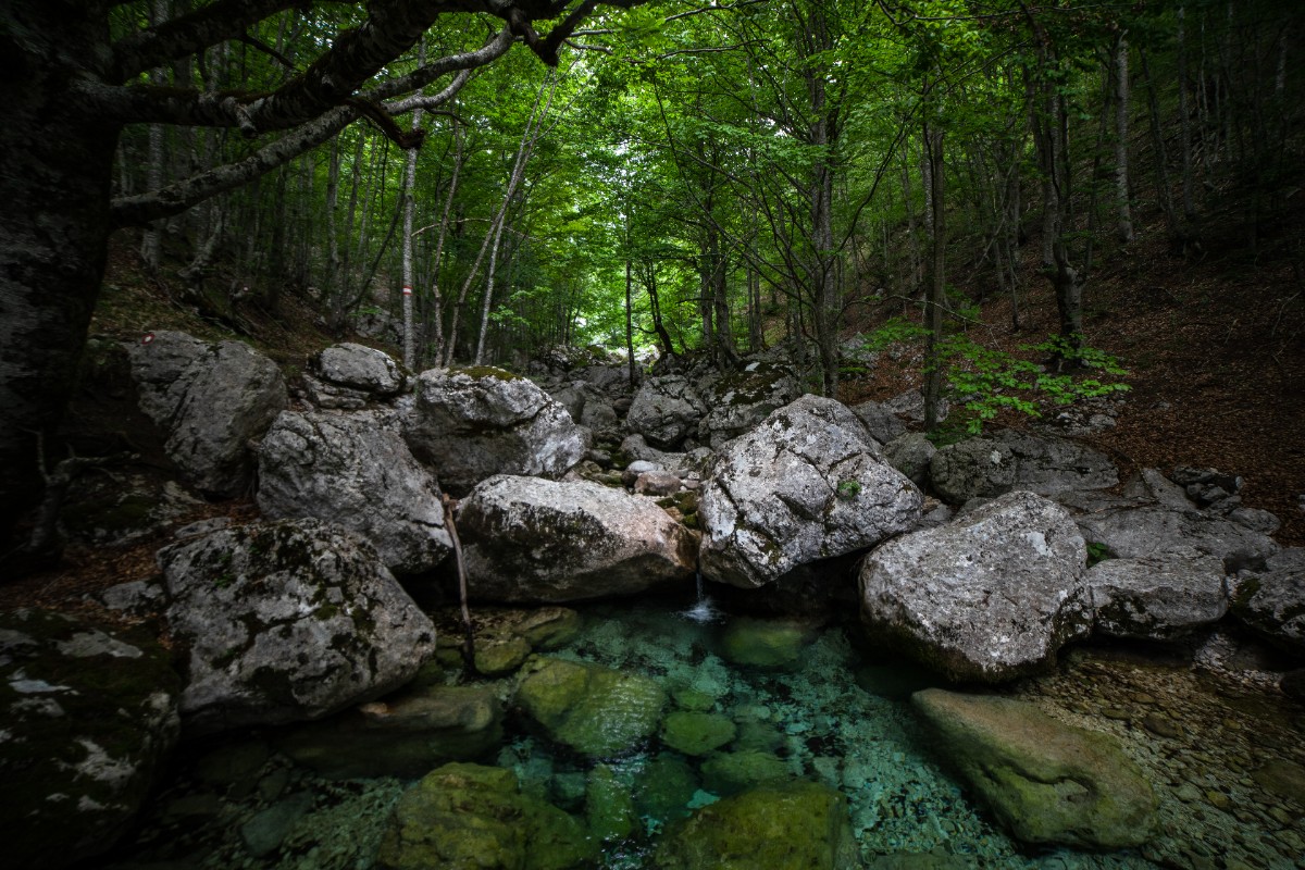 Šumski kompleks Dragišnica